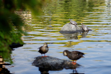 日向ぼっこする亀