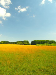 水元公園の草原と林風景