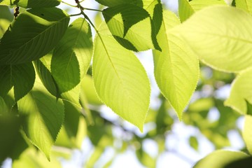 若葉14　朝の輝き　Morning sun shine