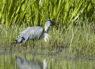 Heron with a fish at a pond in at Djurgarden in Stockholm