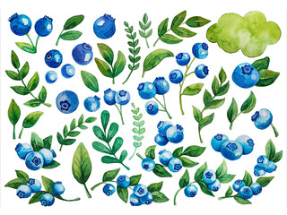 Watercolor painting of blueberries
