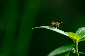 A close up picture of wasp on the leaves