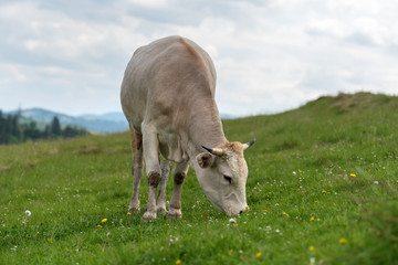 Cow grazing on meadow in mountain
