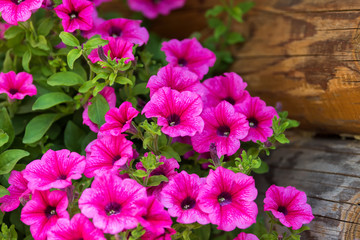 Fototapeta premium Bright flowers on streets