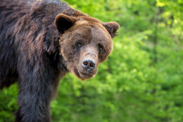 Brown bear (Ursus arctos) portrait in forest