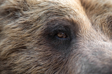 Closeup of the eye of a bear