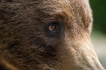 Closeup of the eye of a bear
