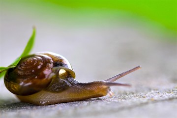 Snail on leaves in Garden,Slow life concept from natural.