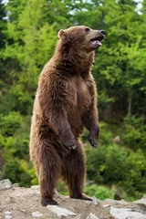 Schilderijen op glas Big brown bear standing on his hind legs © byrdyak
