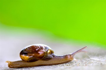 Snail on leaves in Garden,Slow life concept from natural.