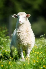 Photo sur Aluminium Moutons Moutons dans un pré
