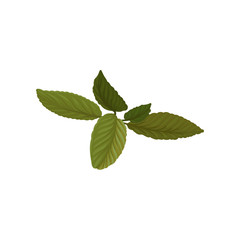 Fototapeta na wymiar Fresh green basil leaves. Aromatic annual herb. Cooking ingredient. Flat vector element for culinary book or poster