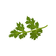 Flat vector icon of fresh green cilantro. Natural condiment. Annual herb used in cooking. Ingredient for flavoring dishes