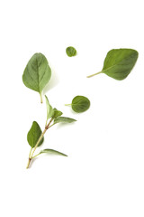 Oregano or marjoram leaves on white background