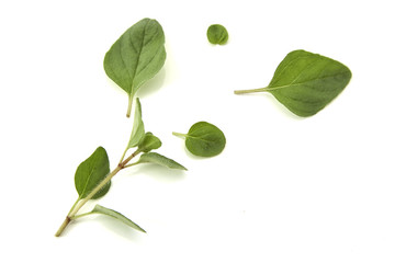 Oregano or marjoram leaves on white background