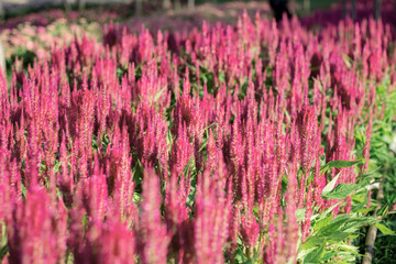 Naklejka premium Pink flowers on plot.
