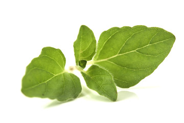Oregano or marjoram leaves on white background