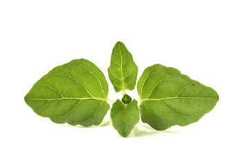 Oregano or marjoram leaves on white background