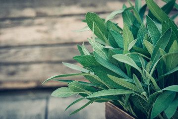 Salvia officinalis. Sage leaves on old wooden table. Garden sage. Rustic wooden box and handmade lace. Retro magazine picture. Copy space