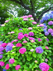 桜の木と紫陽花