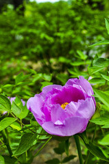Pink peony flowers