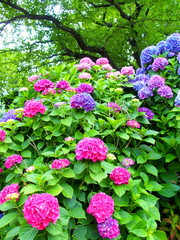 Obraz premium 桜の木と紫陽花