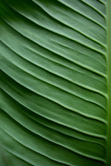 Obraz na płótnie Canvas Dieffenbachia Green leaf texture abstract background