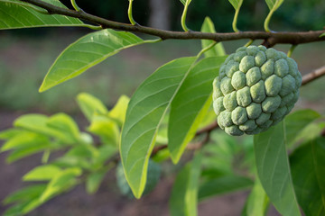 Custard apple growing on tree in nature