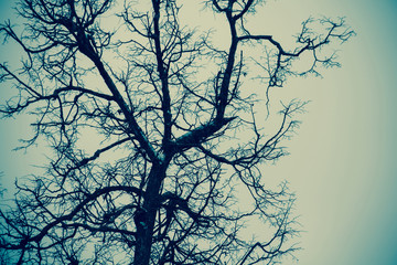 Leafless branches of park winter trees retro
