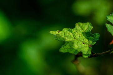 A picture of single green leave with awesome bokeh effect