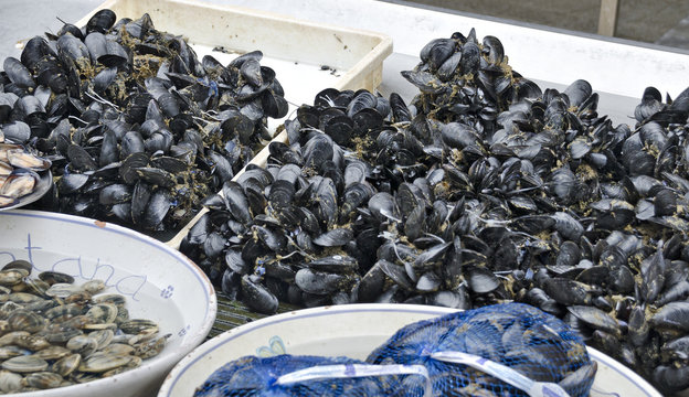 mussels at the fish market