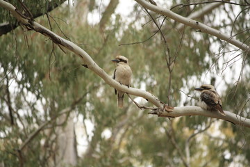 Native Australian Kookaburras in a forest of gumtrees in the morning sun, Tamworth, New South Wales, Rural Australia