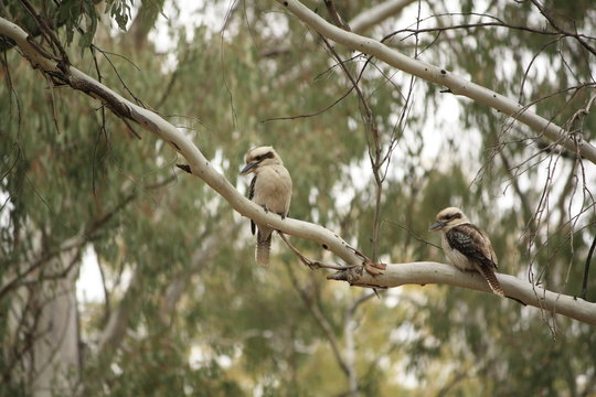 Native Australian Kookaburras in a forest of gumtrees in the morning sun, Tamworth, New South Wales, Rural Australia