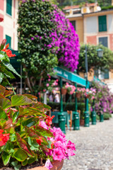 Petunia and bouganvillia in Portofino, Liguria, Italy