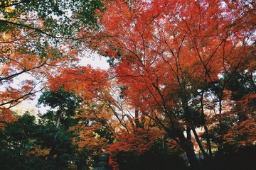 紅葉