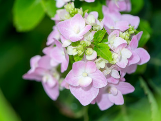 Close up Hydrengea flower.