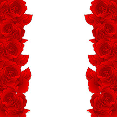 Red Carnation Flower Border, Dianthus caryophyllus