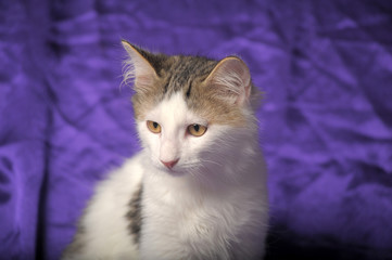 white with gray fluffy siberian kitten on purple background in studio