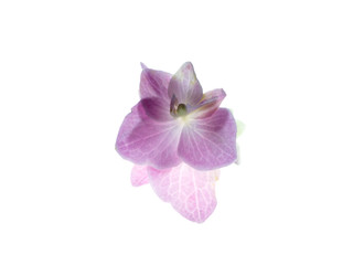 Fototapeta na wymiar Close up Hydrengea flower.
