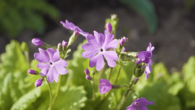 Pink flowers of Primula farinosa grow in the backyard.