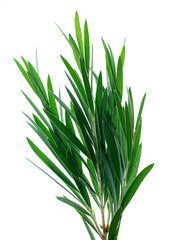 Weeping Bottle Brush tree