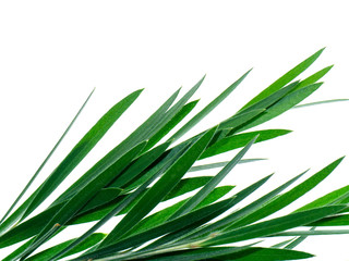 Weeping Bottle Brush tree