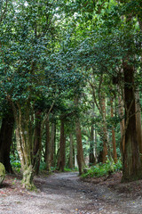 Fototapeta na wymiar Broadleaved trees forest and a path