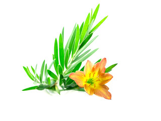 Beautiful rain lily flower