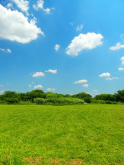 初夏の河川敷風景