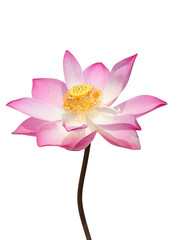 Close up pink lotus flower.