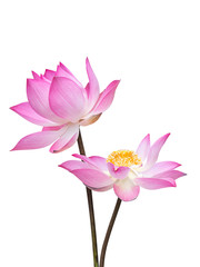 Close up pink lotus flower.
