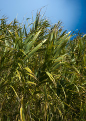 Fototapeta premium Cannes de Provence à Villeneuve-lès-Maguelone, Hérault, France