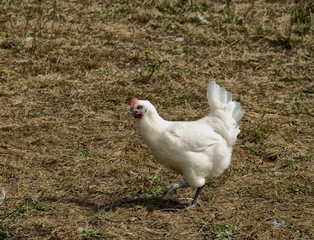 Poule de Bresse à Marboz, Ain, France