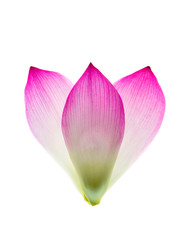 Fototapeta na wymiar Close up pink lotus flower.
